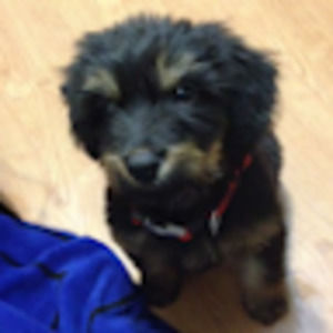 Meet your Posher, Persephone